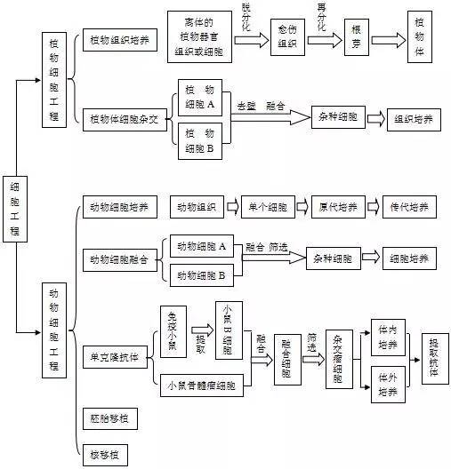 细胞实验室工程